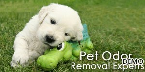 image-6_Pet Stain Removal
